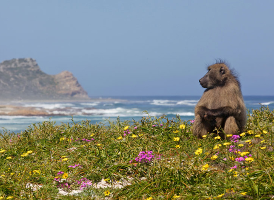 rooiels-3